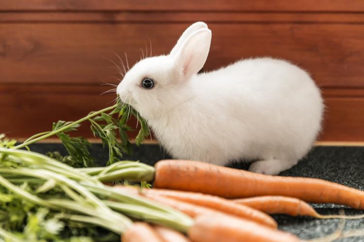 غذاهای مناسب خرگوش