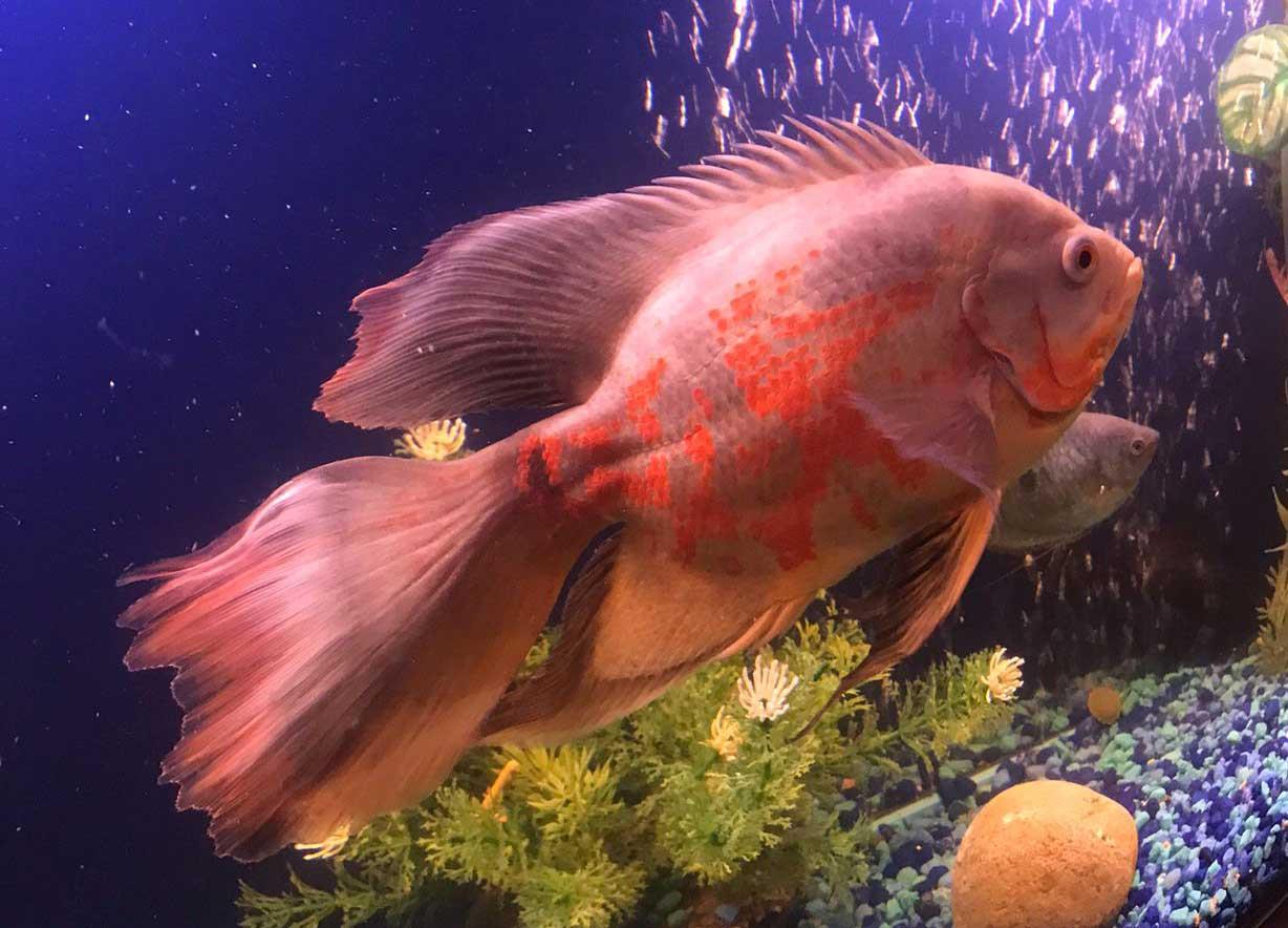 ماهی اسکار باله بلند (Long finned Oscar)