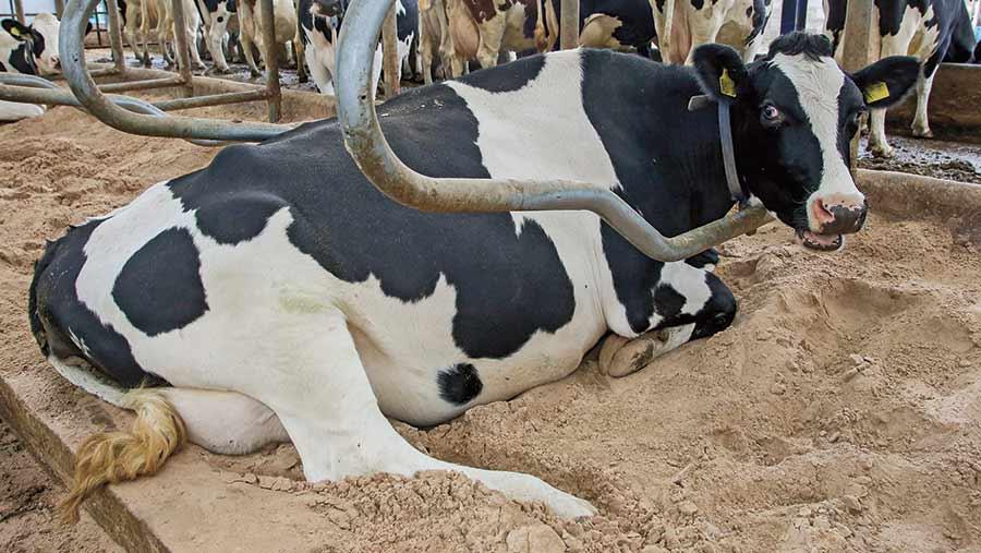پیشگیری و درمان بیماری کتوزیس در گاوها