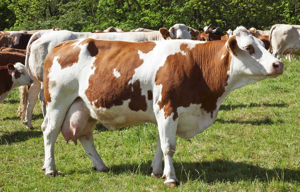 گاو نژاد گوشتی-شیری سمینتال-فلکویه (Fleckvieh-Simmental)