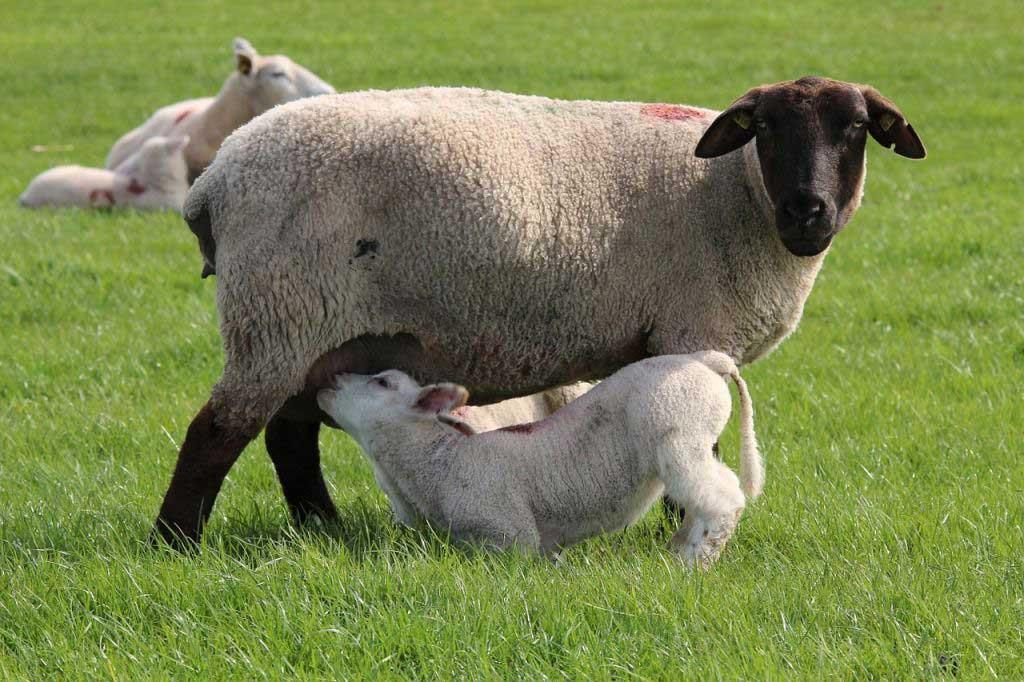 همزمان‌سازی در گوسفند و بز