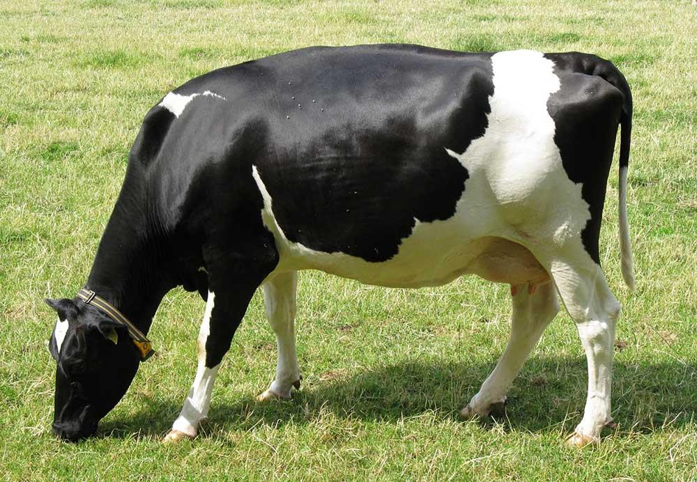 مدیریت تغذیه گاوهای شیری