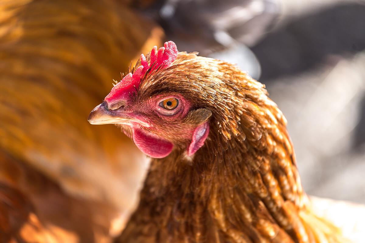حذف آنتی‌بیوتیک‌ها در مرغداری‌ها