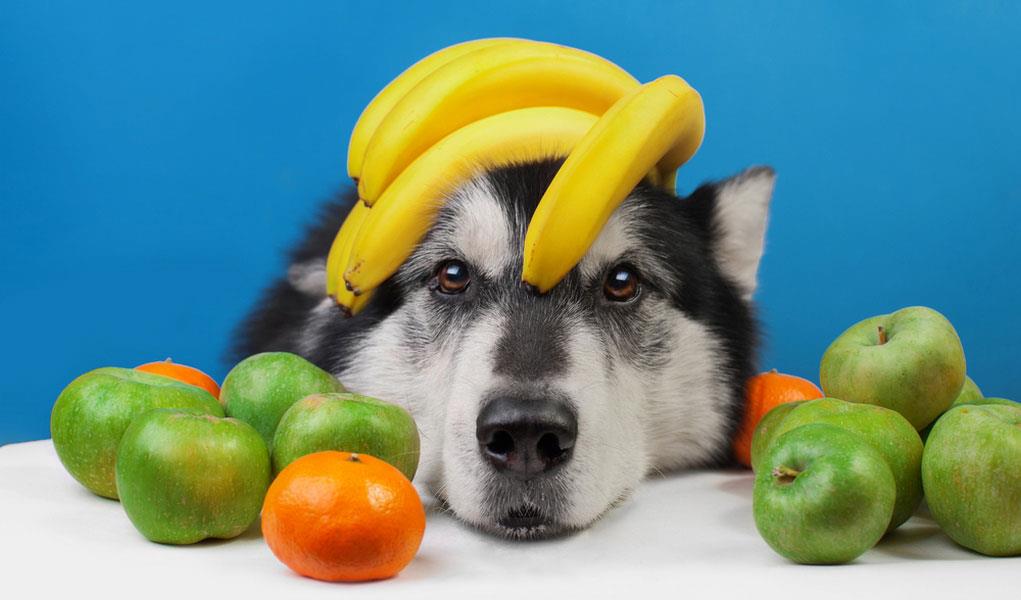 مصرف میوه و سبزیجات برای سگ و گربه