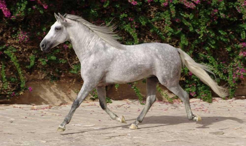اسب نژاد اندلسی