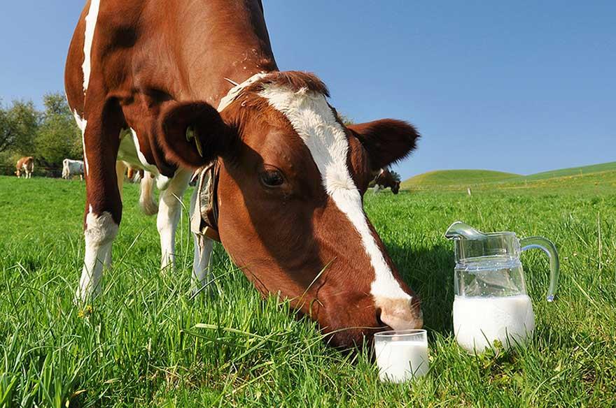 عوامل مؤثر بر پروتئین و چربی شیر