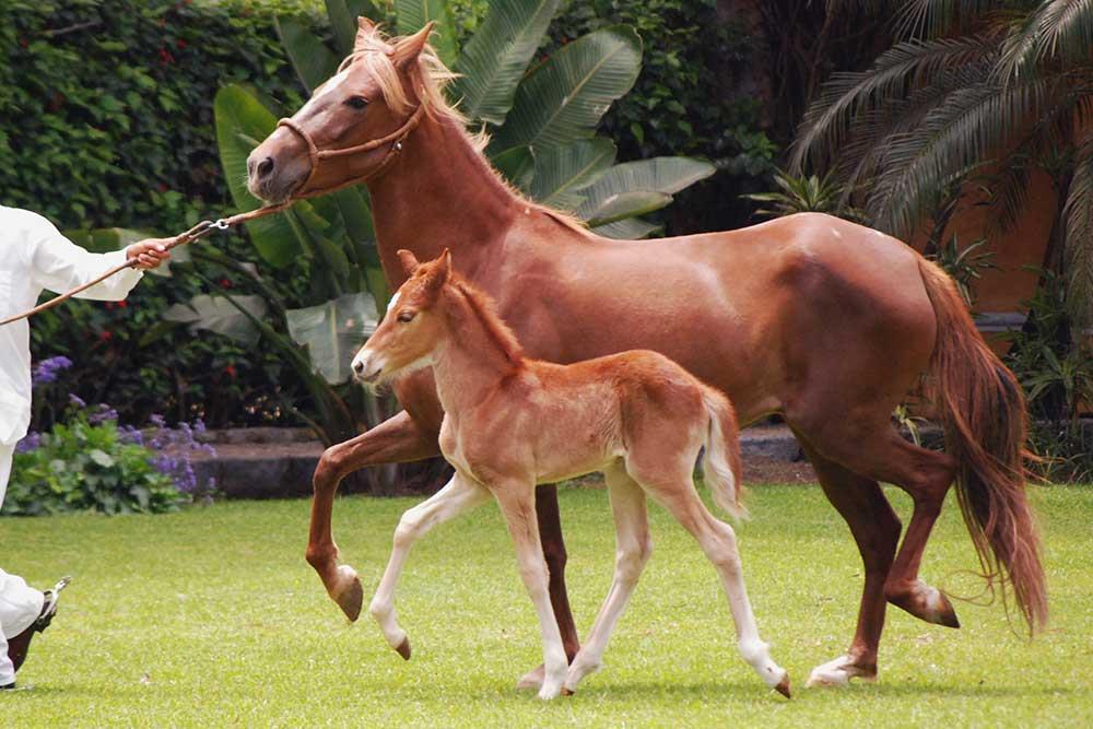 اسب نژاد پروین پاسو (Peruvian paso)