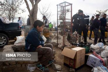 کودک در بازار پرندگان مشهد