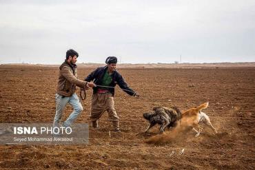 سگ دعوا در بازار پرندگان مشهد