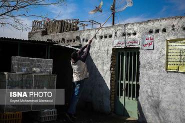 کبوتر در بازار پرندگان مشهد