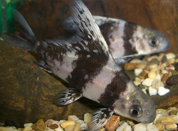 ماهی پوزه خرگوشی (Chinese Hi Fin Banded Shark)