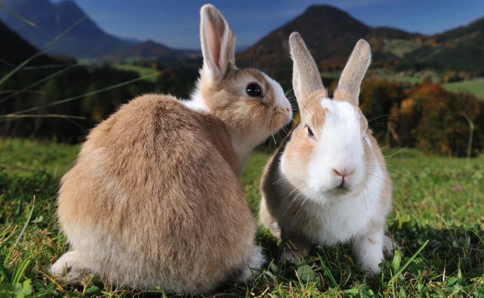 آیا خرگوش‌های ماده دوران قاعدگی دارند و آیا خونریزی می‌کنند؟
