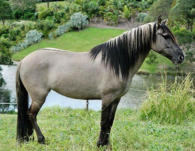 اسب پونی سورایا (sorraia pony)