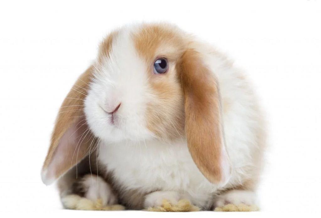 خرگوش مینی لوپ (Mini Lop Rabbit) 