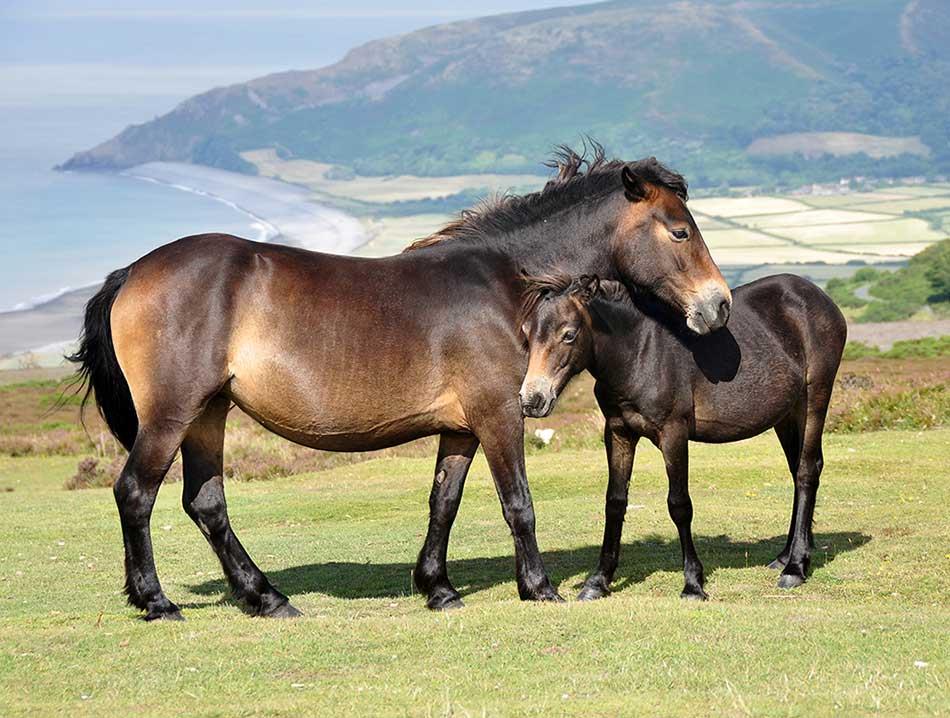 اسب پونی اکسمور (Exmoor pony)