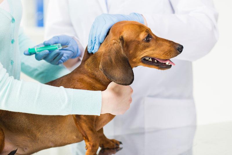 اهمیت و برنامه واکسیناسیون سگ ها