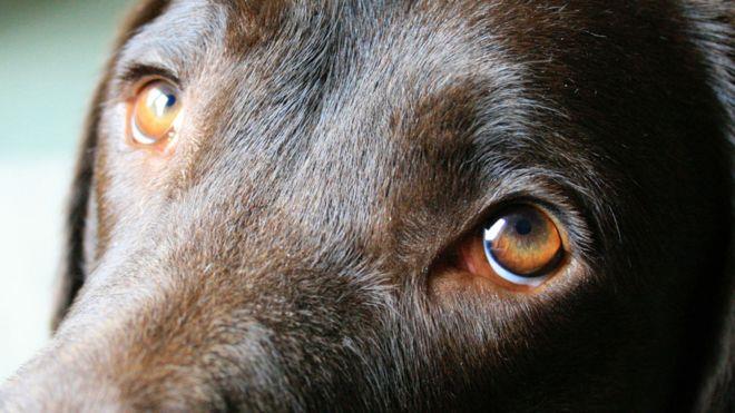 تکامل چشم سگ‌ها برای جلب نظر انسان