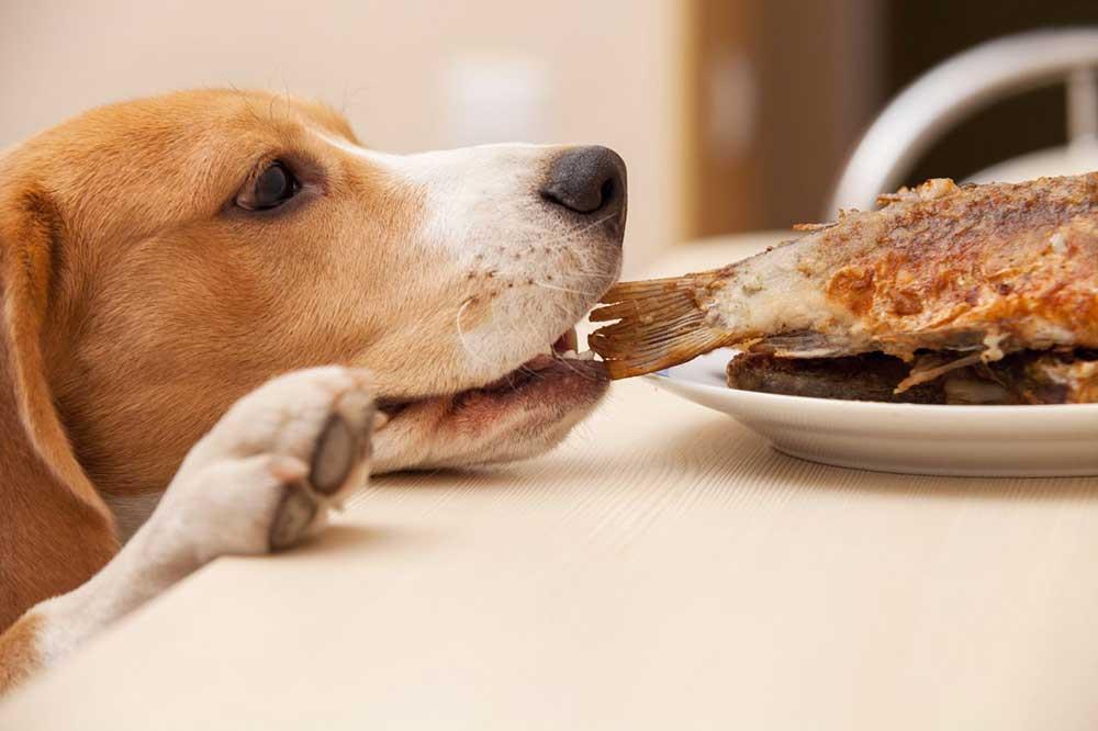 نقش پروتئین‌ها در غذای سگ