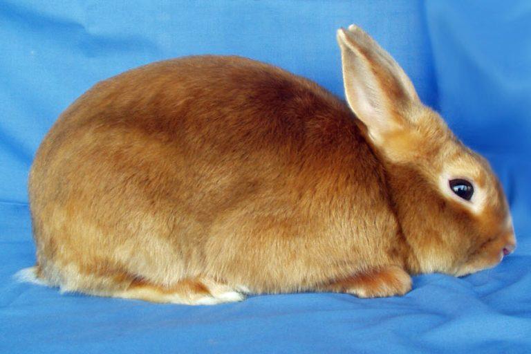 خرگوش مینی ساتین (Mini satin)