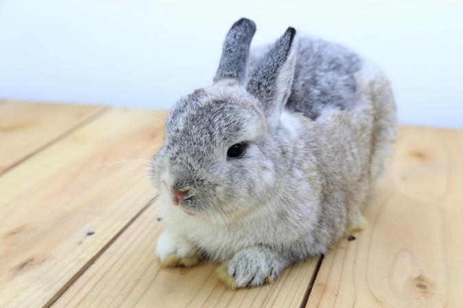 خرگوش کوتوله هلندی (Netherland Dwarf)