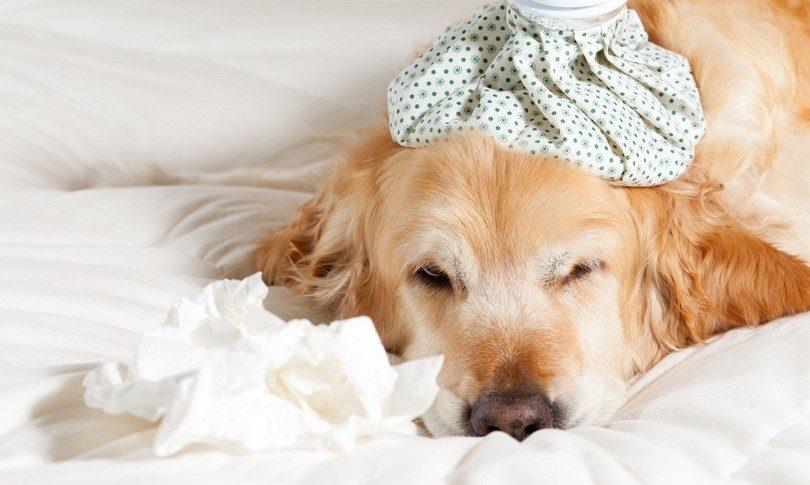 آنفولانزای سگی یا سرماخوردگی در سگ