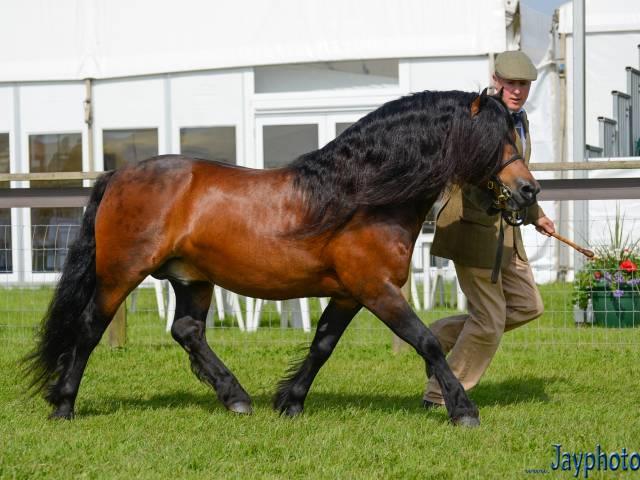 اسب پونی دارتمور (dartmoor pony)