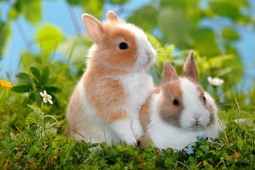 خرگوش لهستانی (Polish Rabbits)