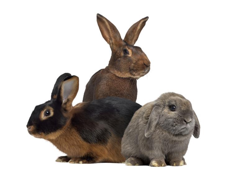 آشنایی با نژادهای خرگوش
