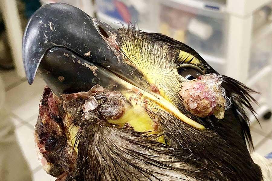 بیماری آبله طیور Avian Pox