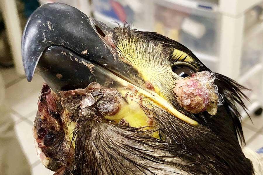 بیماری آبله طیور (Avian Pox)