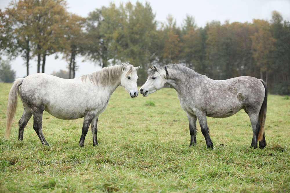 اسب پونی ولش مانتین (welsh mountain pony)