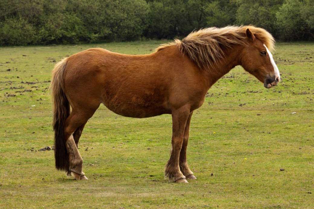 اسب پونی نیو فارست (new forest pony)