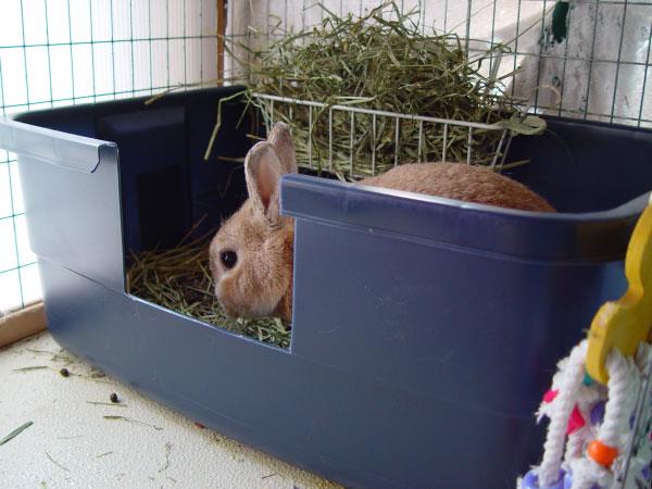مراحل آموزش دستشویی رفتن به خرگوش