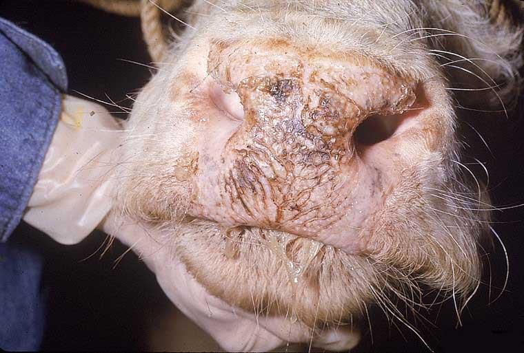 تب نزله‌ای بدخیم MCF در گاو