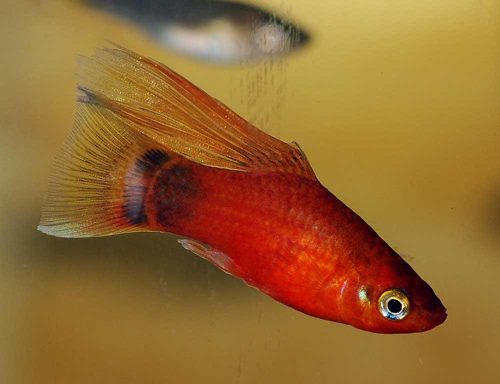 ماهی پلاتی بادبان باله (Topsail Platy)