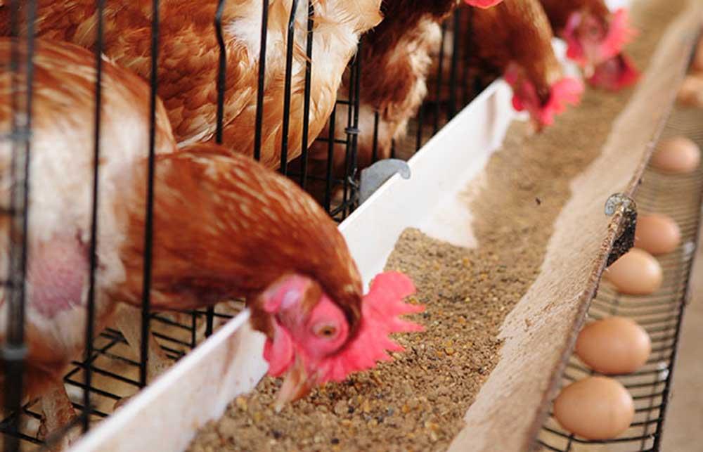 مدیریت سلامتی دستگاه گوارش از راه تغذیه در مرغ های تخمگذار