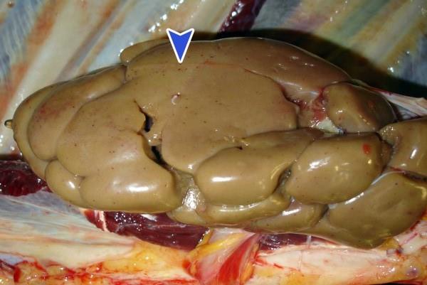 آمیلوئیدوز amyloidosis یا سندرم نفروتیک در دام