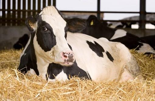 روش‌های خشک کردن گاو شیری
