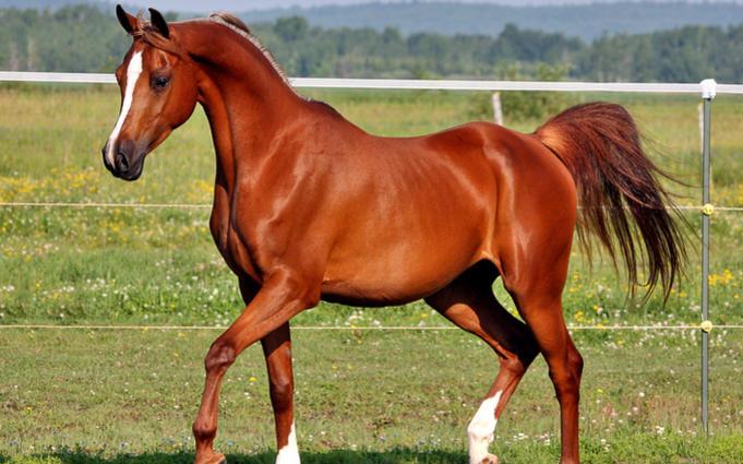 خصوصیات ظاهری و اندام‌شناسی اسب عرب