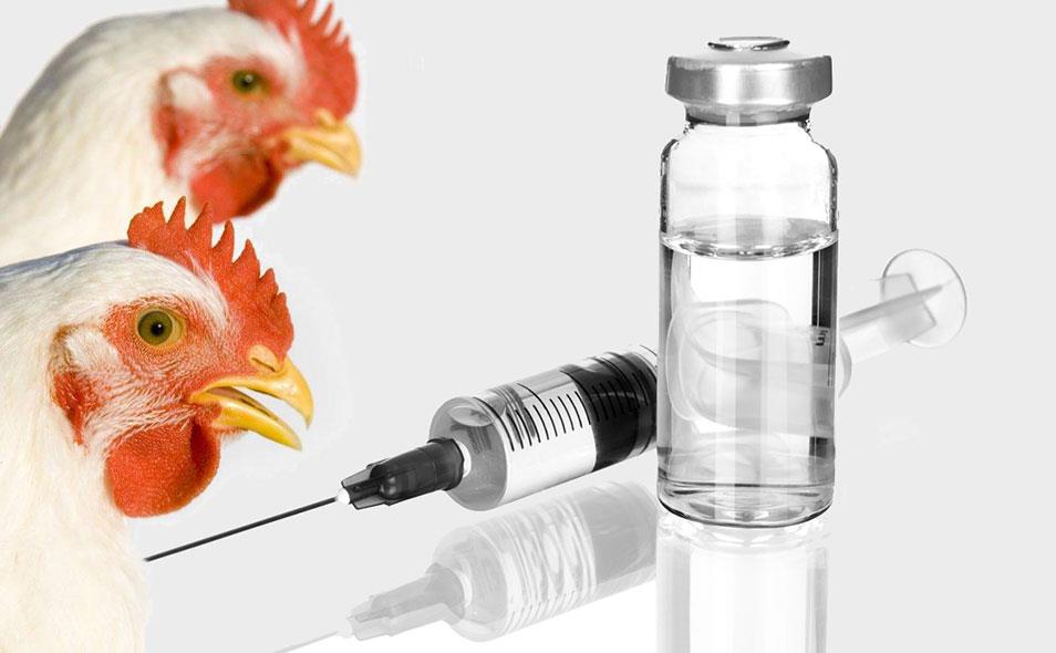 واکسن دوگانه نیوکاسل و آنفلوانزا