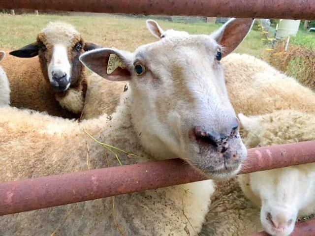 سقط کلامیدیایی در گوسفند و بز