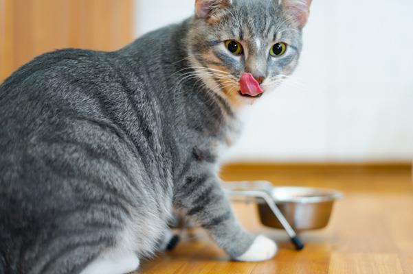 بیماری‌های گوارشی در گربه‌ها و درمان آنها
