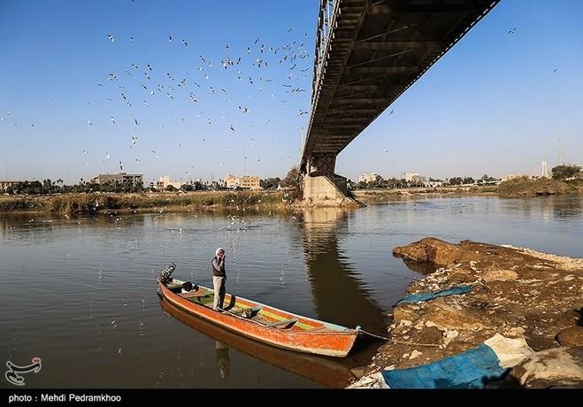 مهاجرت پرندگان