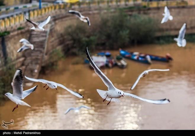 پرندگان مهاجر در اهواز