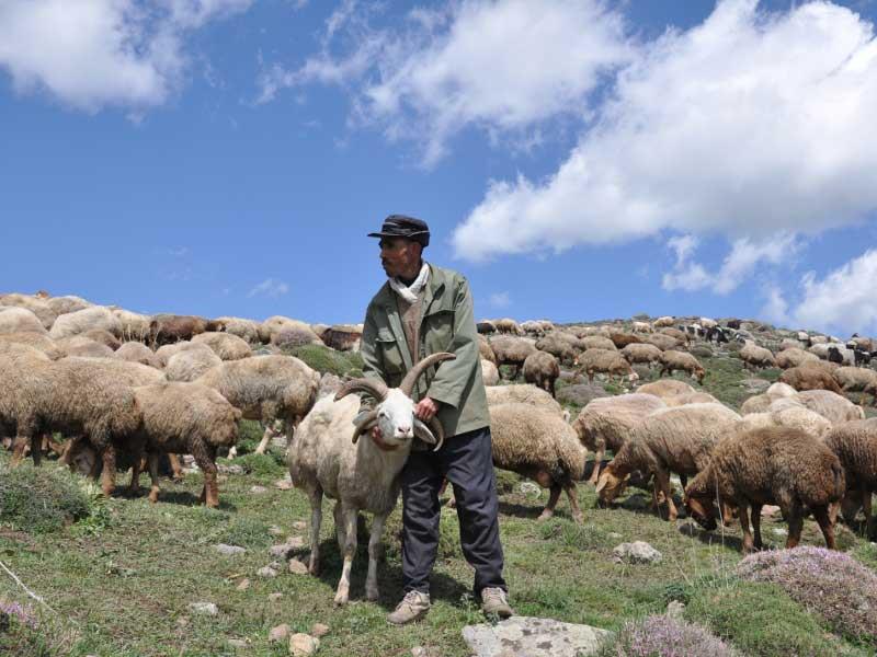 ناباروری ها و سقط هایی که قوچ در آن مقصر است