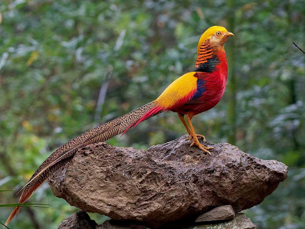 قرقاول نژاد طلایی–قرقاول چینی (Golden Pheasant)