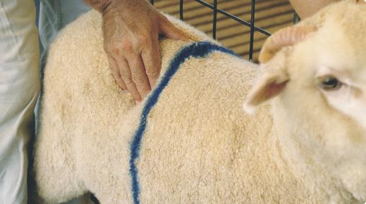 مشخص کردن نمره بدنی گوسفند