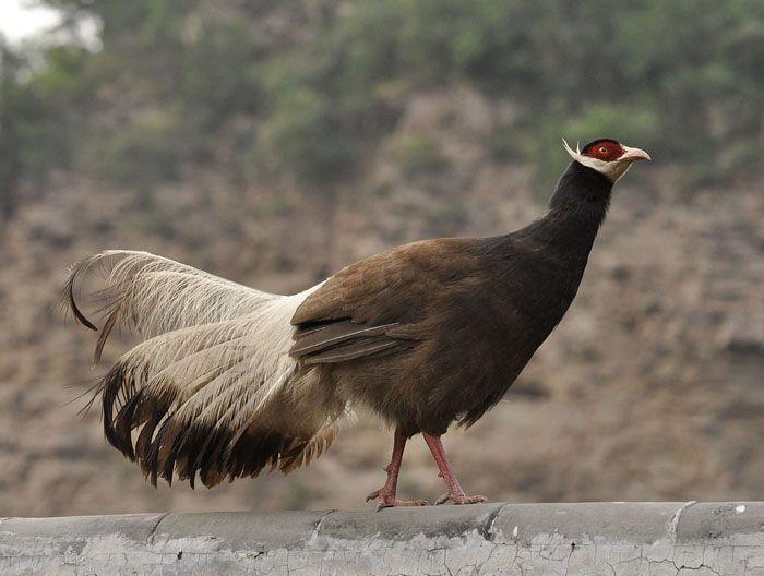 قرقاول نژاد گوش دار قهوه ای (brown eared pheasant)