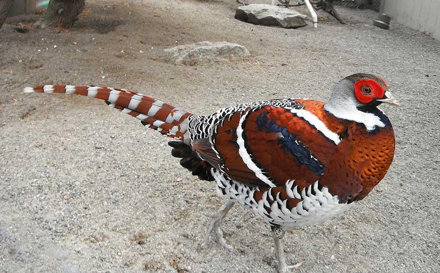 قرقاول نژاد الیوت (Elliot’s pheasant)