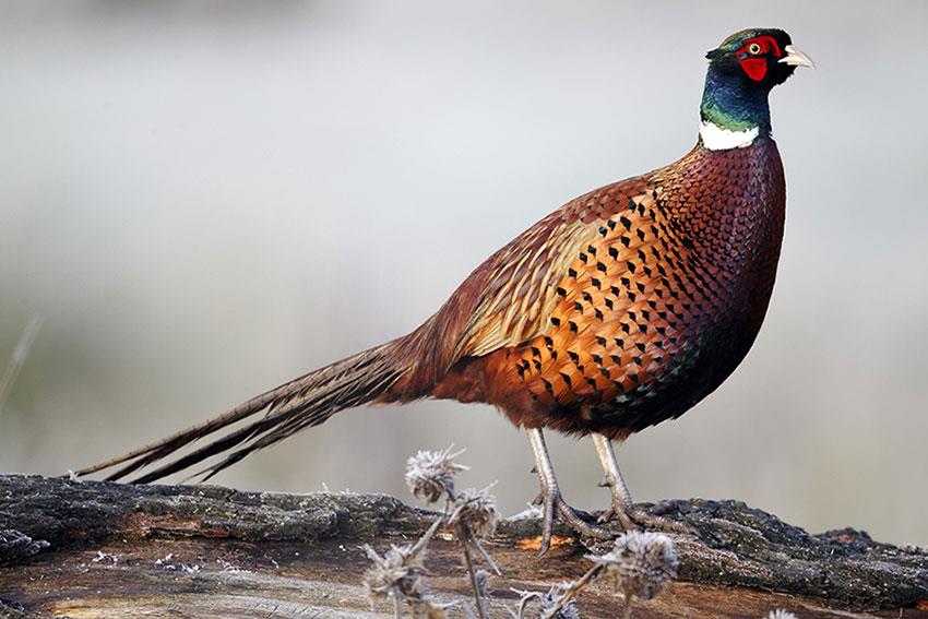 قرقاول نژاد گردن حلقه ای (Ring necked Pheasant)